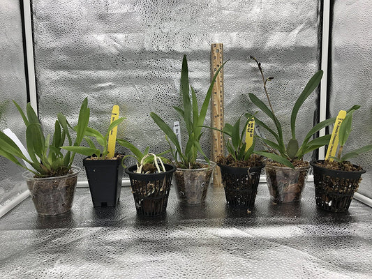 4 Live Orchid Plants to Choose (Oncidiums)