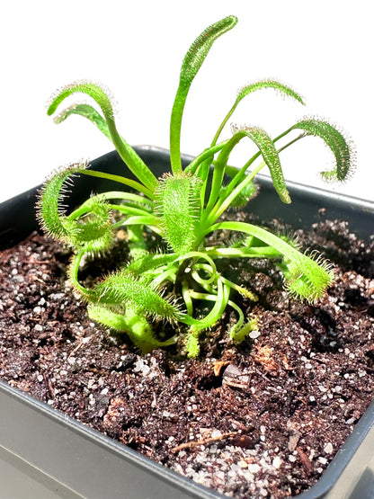 Cape Sundew (Drosera capensis) – Carnivorous Plant with Pot, Easy Indoor Grow Kit for Beginners & Nature Enthusiasts