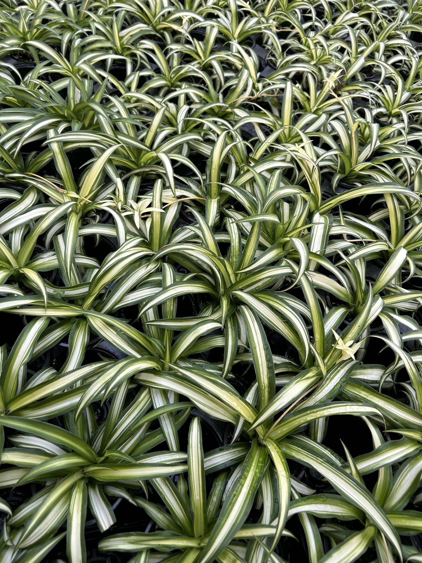 Large Hawaiian Spider Plant - Air Purifying, Low Maintenance, Thrives in Home & Office - Perfect for Plant Enthusiasts - Live Houseplant in Potting Soil (Pack of 1)