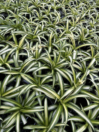 Large Hawaiian Spider Plant - Air Purifying, Low Maintenance, Thrives in Home & Office - Perfect for Plant Enthusiasts - Live Houseplant in Potting Soil (Pack of 1)