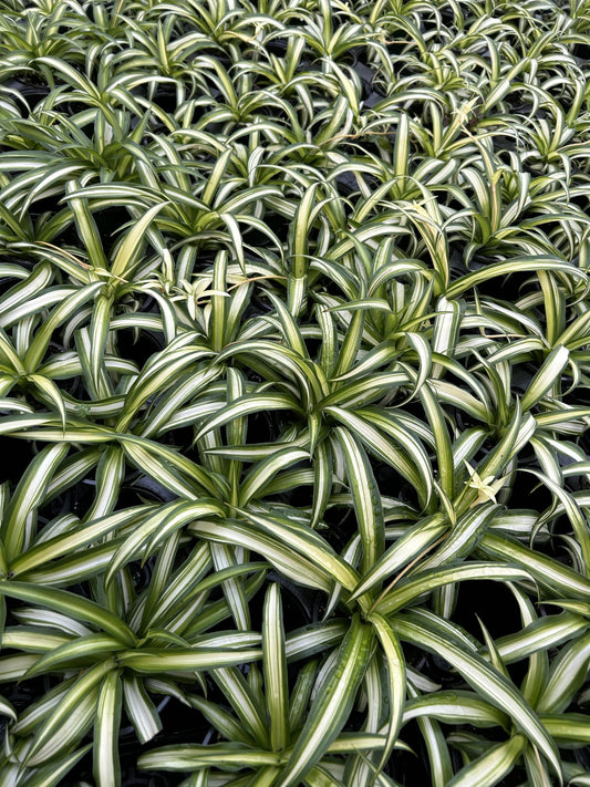 Large Hawaiian Spider Plant - Air Purifying, Low Maintenance, Thrives in Home & Office - Perfect for Plant Enthusiasts - Live Houseplant in Potting Soil (Pack of 1)