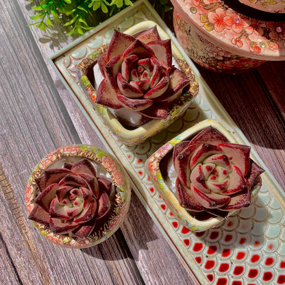 Echeveria agavoides Romeo Succulent Kit - with Plastic Pot, 1 Head 2" Live Plant, Compressed Soil & Guide, for Garden Indoor Office Desk (1, Echeveria agavoides Romeo)
