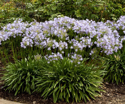 Agapanthus Africanus 'Lily of The Nile' - 3 Live Plants - 2" Pot Size - Blooming Groundcover