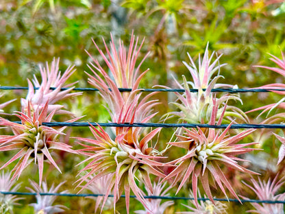 ragnaroc Air Plants Bulk - Tillandsia Ionantha Wholesale Pack, Regular 1-3" - 25ct - Live Arrival Guaranteed - House Plants for Home Decor & Gift
