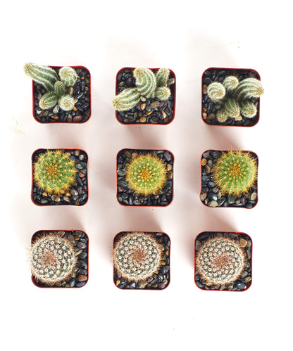 Shop Succulents | Cool Cactus Collection of Live Succulent Plants, Hand Selected Variety Pack of Cacti | Collection of 9 in 2" pots