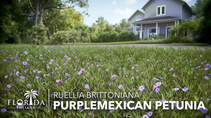 Mexican Petunia Purple | 5 Live 4 Inch Plants | Ruellia Brittoniana | Purple Flowering Landscape Pollinator | Heat Tolerant Groundcover | Outdoor Perennial for Gardens Borders Walkways Containers