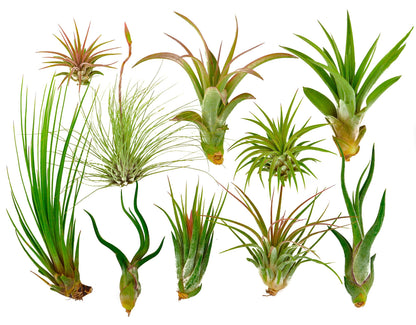 It Blooms Rainforest Grown 10 Pack Assorted Air Plants - Live Tillandsia - Easy Care House Plants -