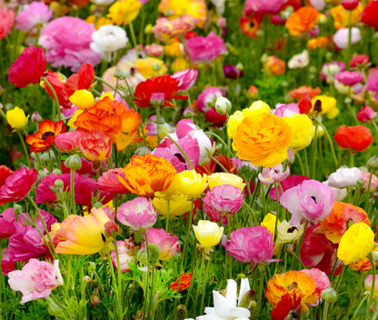 Mixed Peony Ranunculus Bulbs- Persian Buttercup -10 Corms Bulbs Flowering Blooms Perennial Bulbous Root Garden Plant (Mixed Color)