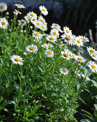 Perennial Farm Marketplace Chrysanthemum nipponicum (Nippon Daisy) Perennial, Size-#1 Container, Big White Flowers