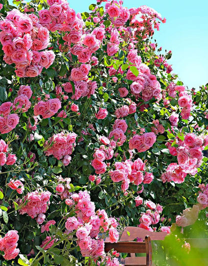 Pink Climbing Rose Live Plant, Can Grow As Rose Bushes Shrubs, Fragrant Ready to Plant, Starter Size, 5 to 10 Inc Tall, Dormant in Winter