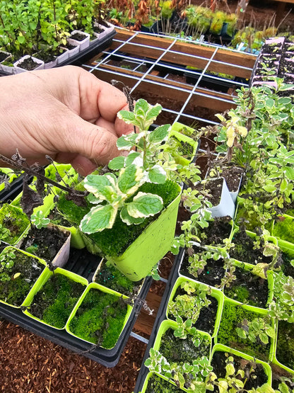 2pack Live Mint Plants, Strawberry Pineapple
