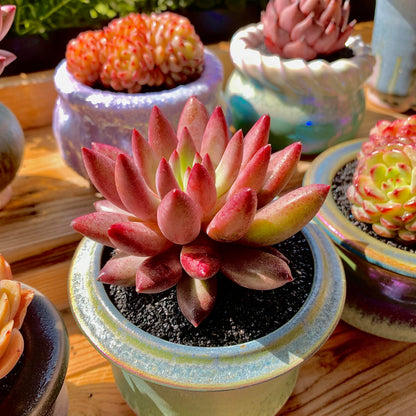 Generic Echeveria Cherry Rare Live Succulent Plants, 1 Head Pot Size 2"" Pink Live Plant, Excludes Pot & Soil, Garden Indoor Office Desk, Wedding Party Baby Shower Decor, Gift for Plant Enthusiasts