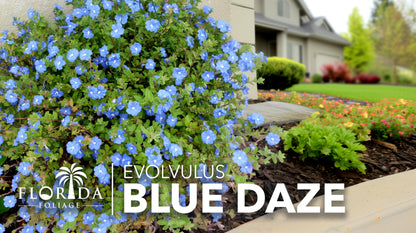 Blue Daze | 2 Large Trade Gallon Size Plants | Evolvulus Glomerata | Ground Cover, Heat Tolerant, Drought Tolerant, Low Maintenance, Perennial Blooms, Garden Border, Summer Flowers, Easy Care