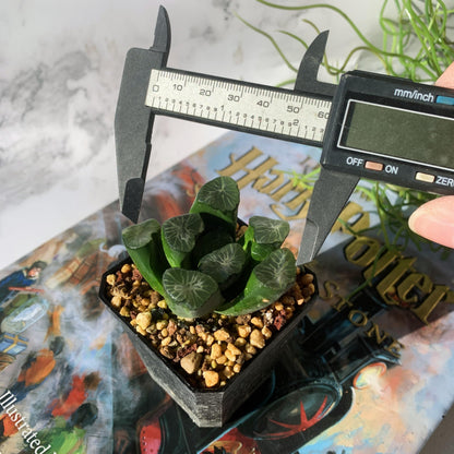 Haworthia Maughanii-Sacred Spring Rare Live Succulent Plants, 2.5" Bare Root Without Pot & Soil, Garden Indoor Office Desk Baby Shower Decoration, Friend Plant Lovers Gifts