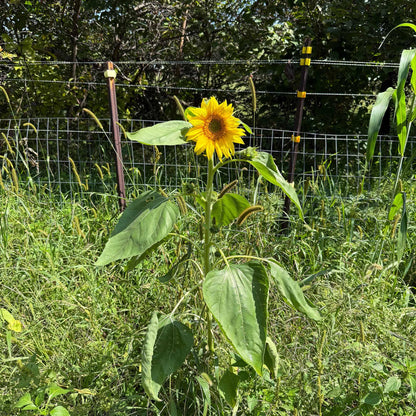 TnT Seed Company Sunflower Seeds for Planting, 5 lb Bag (1/4 Acre), Food Plot Seed for Deer, Birds, Pheasants & Doves, Bulk Sunflower Seeds for Gardens, Pollinators & Cover Crop