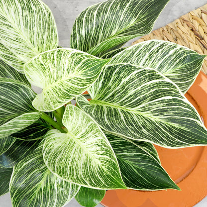 Variegated Philodendron Birkin House Plant Gift & Decor, Powerful Air Purifying Plant, Easy to Grow, Upright Philodendrons, Popular Live Indoor Plants, Includes 6" White Décor Pot, Unique Houseplants
