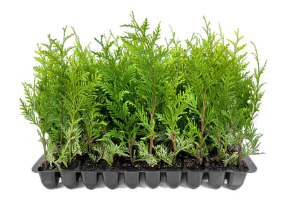 Thuja Green Giant Arborvitae - 3 Live Trees 2" Pot Size - Evergreen Privacy Plants