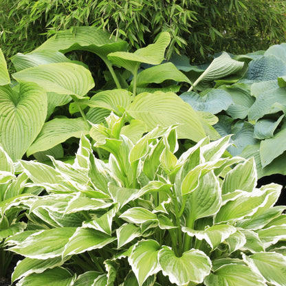 5 Pack Hosta by the Handful Variety Pack, Bareroot, Dormant, Shade Perennial (5 Bareroots)