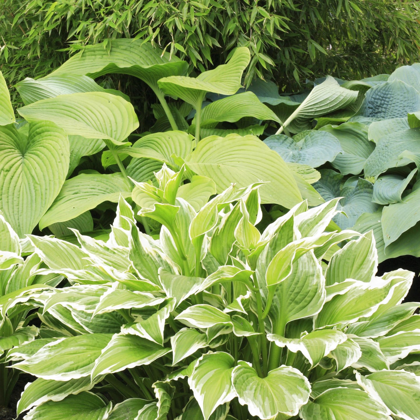 10 Pack Hosta by the Handful Variety Pack, Bareroot, Dormant, Shade Perennial (10 Bareroots)