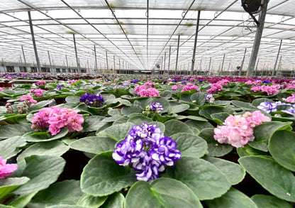 Optimara African Violet Variety Pack (2 Plants) 4" Pots, Grower's-Choice Assorted Varieties