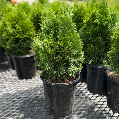 Lewis Bamboo Emerald Green Thuja Tree, Outdoor Privacy Screen, Fast Growing Evergreen, Compact Growth, Sun to Shade, 15 ft Maximum Height (3)