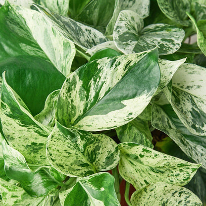 Pothos 'Marble Queen' | Live Plant for Indoor & Outdoor | for Living Room, Office, Bathroom | (8" Pot)