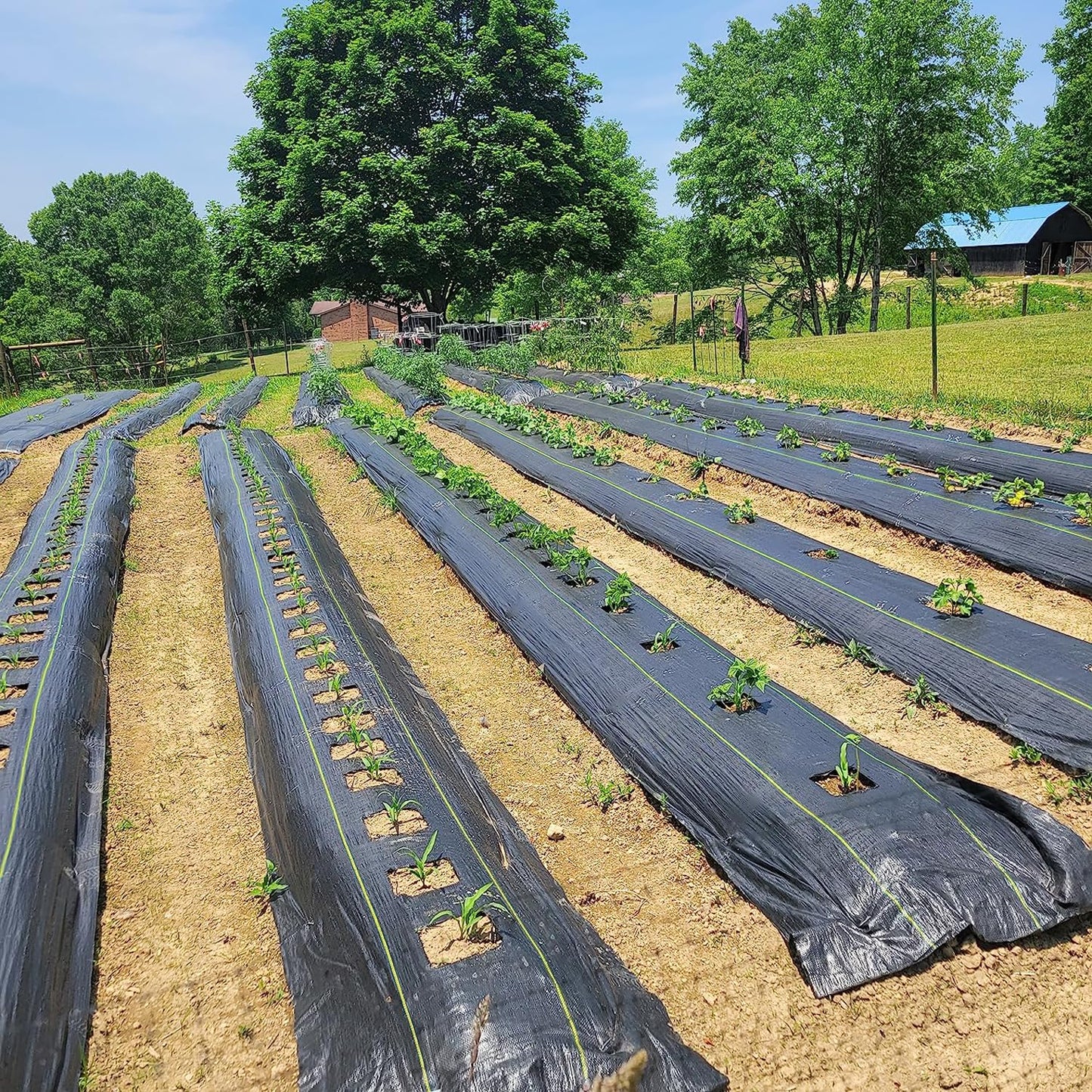 KANAGAWA 3oz Heavy Duty 6ft x 100ft Weed Barrier Fabric Professional Woven Landscape Ground Cover with 30 Landscape Staples, Landscape Fabric Density for Driveway Garden Yard Greenhouse Gardening