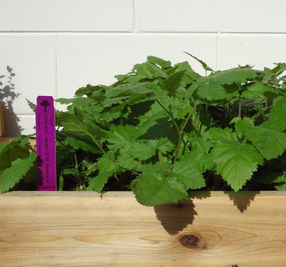 BlackBerry Plants Prime-Ark Freedom Price Includes Four (4) Plants