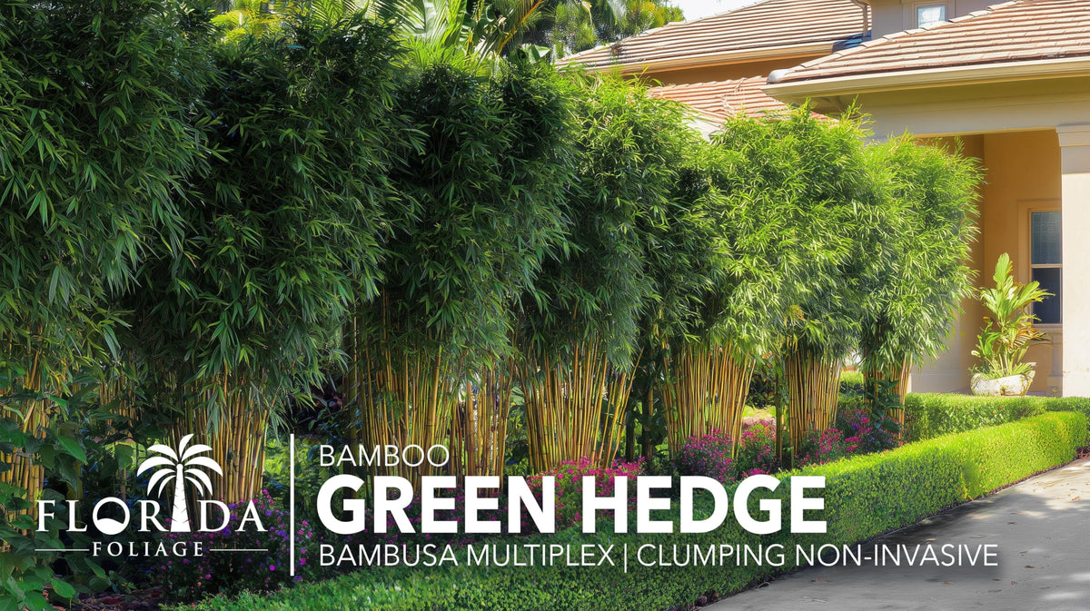 Green Hedge Bamboo | 1 Large Trade Gallon Size Plant | Bambusa multiplex | Fast Growing Privacy Screen | Clumping Bamboo for Landscapes Gardens Walkways Accent Foundation Beds Decorative Garden