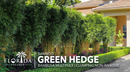 Green Hedge Bamboo | 1 Large Trade Gallon Size Plant | Bambusa multiplex | Fast Growing Privacy Screen | Clumping Bamboo for Landscapes Gardens Walkways Accent Foundation Beds Decorative Garden