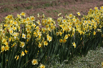 Yellow Daffodils for Your Garden Now (Golden Dawn) - 10 Healthy Bulbs