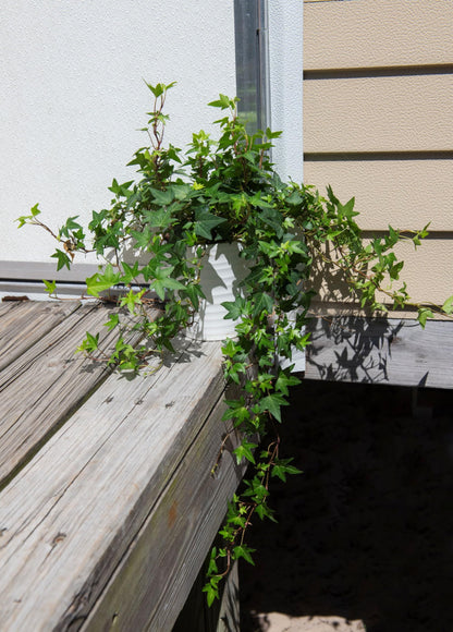 American Plant Exchange English Ivy – Live 6-Inch Potted Trailing Vine, Low-Maintenance Air-Purifying Houseplant for Hanging Baskets, Shelves & Indoor Home or Office Décor