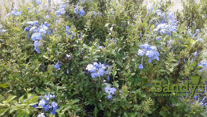 Sandys Nursery Online Plumbago Auriculata Perennial Shrub, Imperial Blue Flower, Lot of 2 Starter Plants