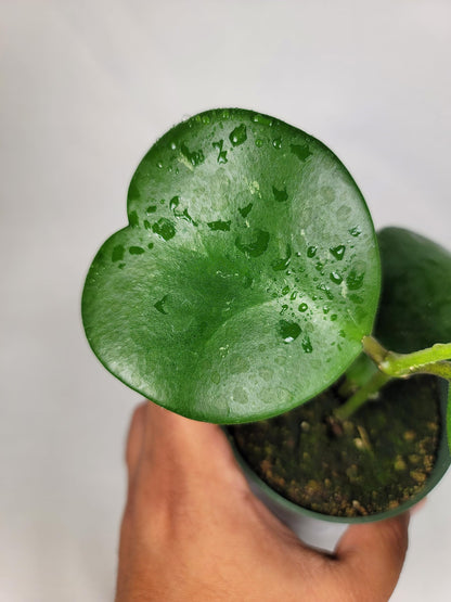Hoya Kerrii with Heartshape Leaves Live Hoya Plant Great Gift for Mothers and Loved Ones Sweetheart Hoya Live Plant (Hoya Kerrii in 4" Pot, 4-6 Leaves Plant)