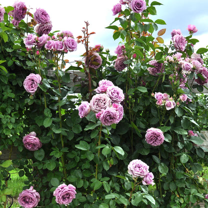 Arborose Quicksilver Climbing Rose Bush - Fragrant Purple Lavender Flowers, Own Root Live Plant, 1.5 Gallon Potted, Hardy Zones 5-9, Repeat Blooming, Stargazer Perennials