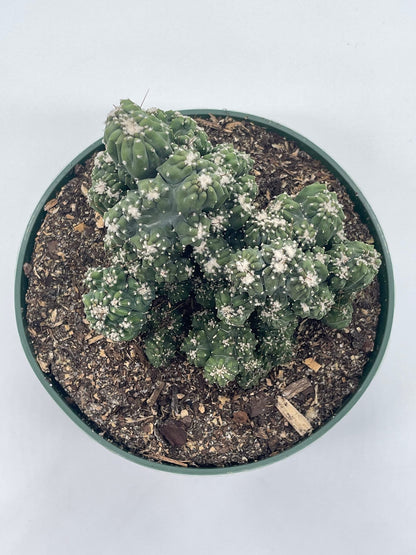 BubbleBlooms Crested Cereus Cactus in a 6 inch Pot Peruvian Apple Cactus, Repandus, uruguayanus, Hedge Cacti