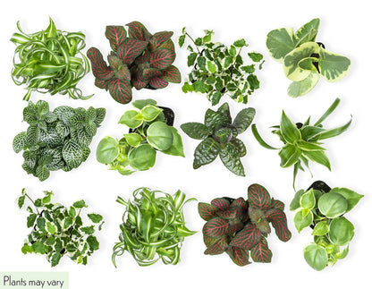 Plants for Pets Easy to Grow Houseplants (12 Pack) & Altman Plants Live Succulent Plants (20 Pack) - Indoor Plants in Plant Pots
