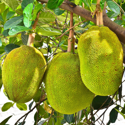 15 Jackfruit Seeds for Planting, Tropical Jackfruit Tree Seeds Indoor Outdoor