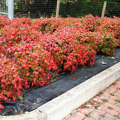PERFECT PLANTS Firepower Nandina 3 Gal. Pot | Heavenly Bamboo | Low Maintenance | Eye Catching Green and Blush Pink Foliage