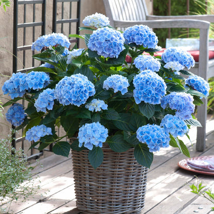 Garden State Bulb Nikko Blue Hydrangea Shrub, Bare Root, Spring Planting (Bag of 2)