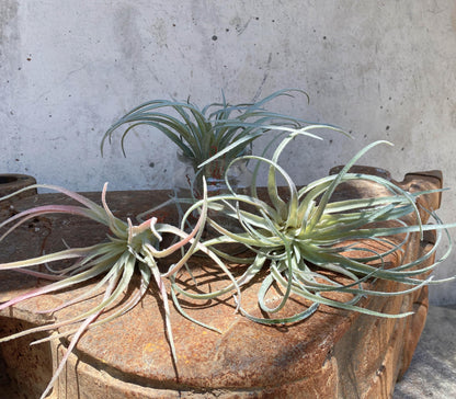 Casktcom® Extra Large Artificial Air Plants – Set of 3 Faux Tillandsia Bromeliads，Fake Succulent Plants – No Care Needed