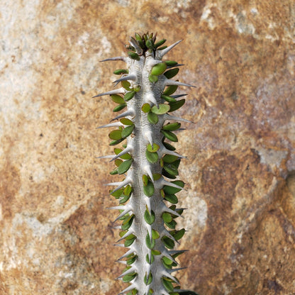 Alluaudia procera Ocotillo Cacti Cactus Succulent Real Live Plant