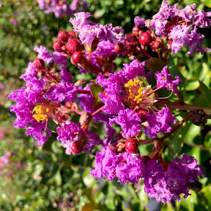 Crape Myrtle Twilight | 1 Extra Large Trade 3 Gallon Plant | Lagerstroemia Indica 'Twilight' | Vibrant Blooms | Drought Tolerant