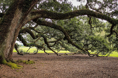 Southern Live Oak Tree | Quercus Virginiana | 3 Live Plants | Durable Picturesque Shade Tree | Dark Green Foliage
