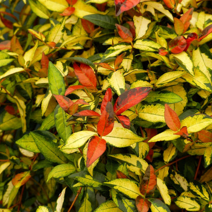 Jasmine Summer Sunset | 10 Live Quart Size Plants | Trachelospermum Asiaticum | Colorful Ground Cover | Ornamental Foliage Plants