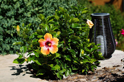 Fiesta Hibiscus Bush - Live Hibiscus Flowering Plant - Tropical Flower Plant - 1 Gallon Planter - Overall Height 10" to 14" - Tropical Plants of Florida