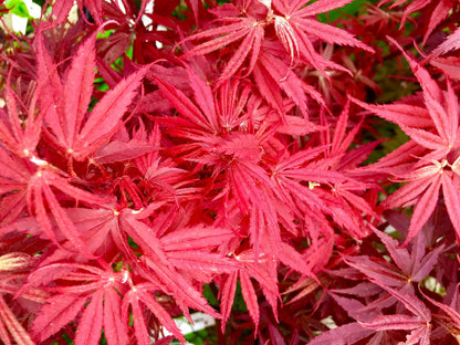 Pixie Dwarf Japanese Maple 3 - Year Live Tree