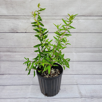 Salavatski Hardy Pomegranate Tree, Live Plant in 6 inch Pot