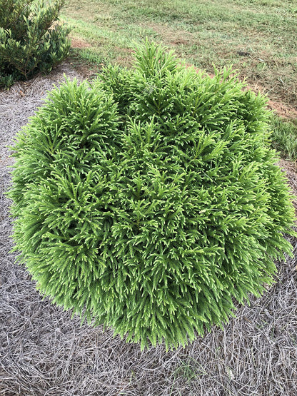 Cryptomeria Japonica 'Globosa Nana' (3 Gallon)