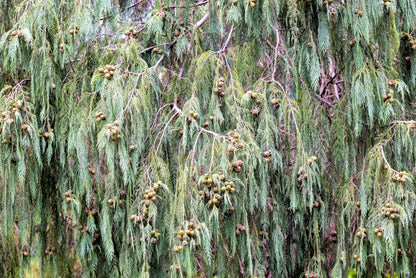 30 Kashmir Weeping Cypress Tree Cupressus Cashmeriana Blue Evergreen Seeds